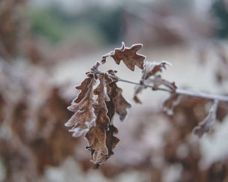 A closeup shot of dry frozen plants on a blurred backgroundの写真素材