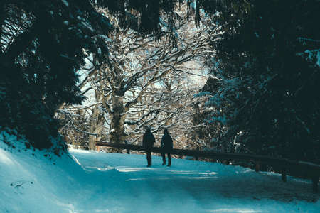 A scenic shot of two persons walking on a  snow path with railings under a canopy of treesの写真素材