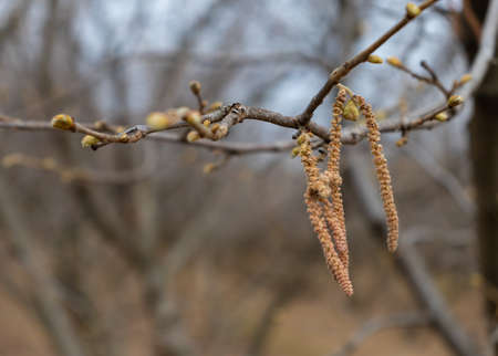 A closeup shot of the branch of a blooming tree in the parkの写真素材
