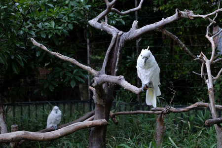A photo of two sulphur-crested cockatoo on tree branches in Ueno Zoo, Tokyo, Japanの写真素材