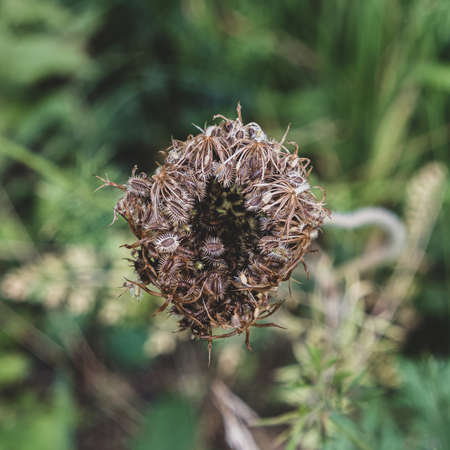 A high angle view of bugs on a plant in a garden under the sunlight with a blurry background