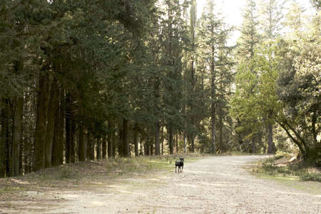 A cute black dog walking in a forest with a lot of green treesの写真素材