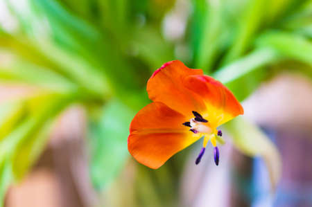A closeup shot of an orange flower with a blurred background