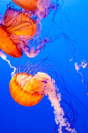 A vertical shot of bright orange nettle jellyfishes swimming in the seaの写真素材