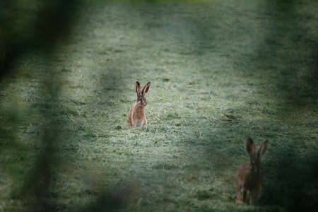 Two rabbits in the grass field with a blurred background