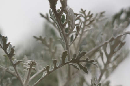 A closeup of white cineraria leaves under the sunlight with a blurry backgroundの写真素材