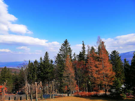 A shot of red and green treen in the forest in Karpacz, Poland