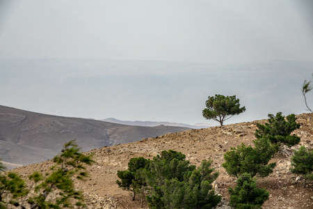 A closeup shot of several trees growing on a mountain under a cloudy sky