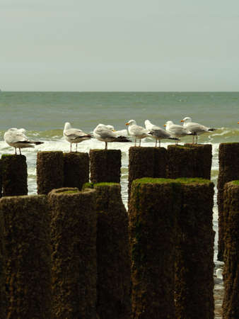A closeup shot of seven seagulls standing on a wooden material in the beach with a gloomy skyの写真素材