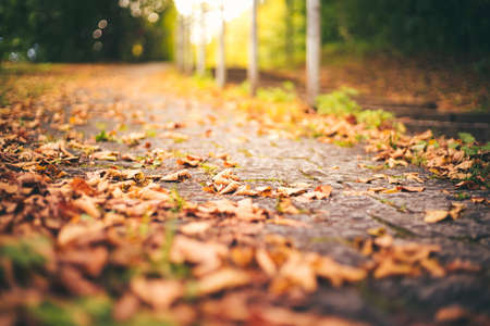Several dry leaves fallen on the ground during a pleasant autumn