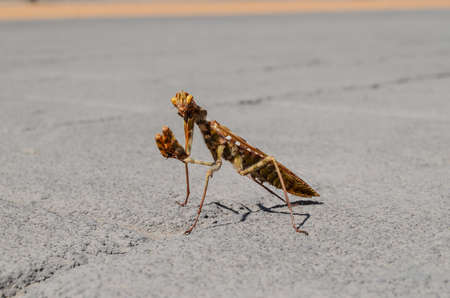 A beautiful shot of praying mantis in a concrete road with a blurred background