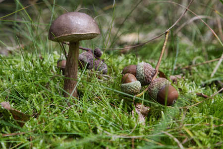 A selective focus shot of small mushrooms growing in the grassy soil