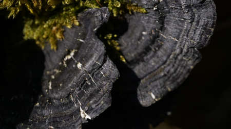 A macro shot of a tree trunk in the black backgroundの写真素材