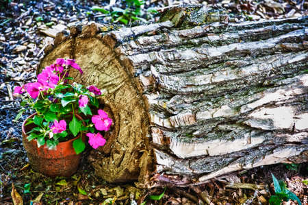 A closuep shot of a pot with beautiful pink flowers near the cut tree trunkの写真素材