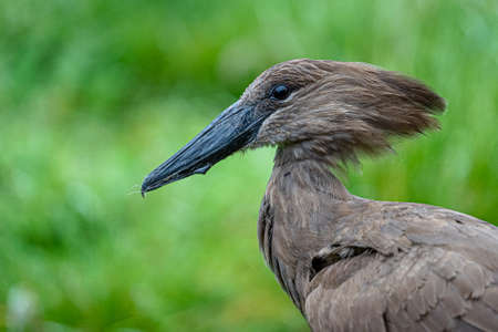 A closeup shot of a dark brown bird behind a green backgroundの写真素材