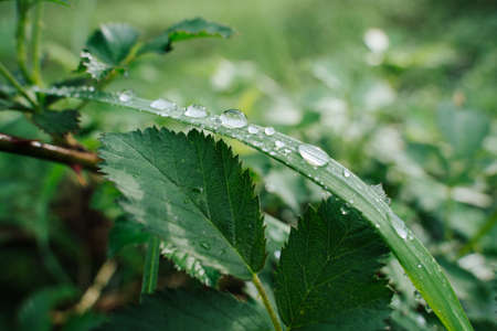 A closeup shot of green leaves with tiny droplets of water with a blurred background