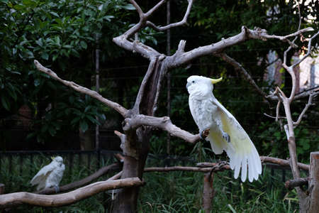 A photo of two sulphur-crested cockatoo on tree branches in a zooの写真素材