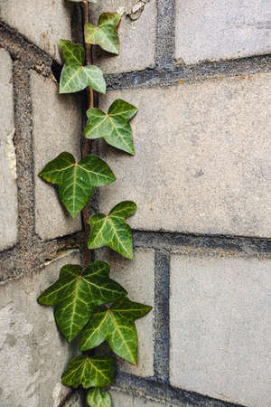 A vertical picture of ivy leaves on the wall - a nice picture for backgrounds and wallpapersの写真素材