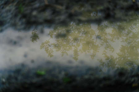A high angle shot of the reflection of leaves on the tree