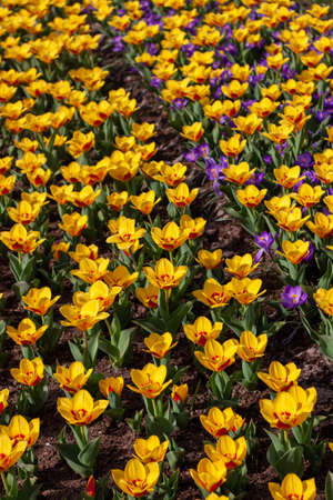 A vertical shot of beautiful colorful flowers in a field