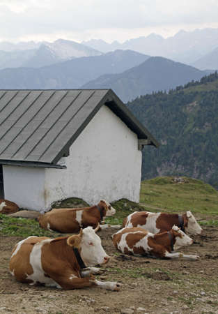 A vertical shot of cows laying on the ground near a house with mountains in the backgroundの写真素材