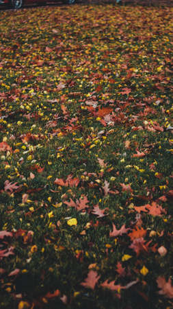 A vertical shot of autumn colorful leaves in a green grassの写真素材
