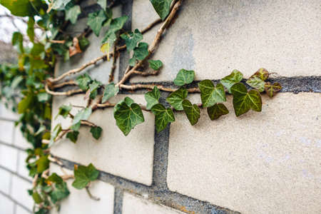 A wall with ivy leaf decorations under the sunlight with a blurry backgroundの写真素材