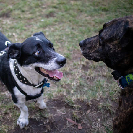 A closeup shot of two dogs interacting on a lawn