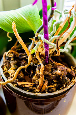 A vertical shot of a plat in a brown pot