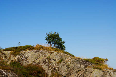 A beautiful green tree on top of a rocky hill in Norway
