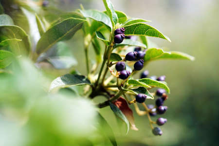 A selective focus shot of huckleberries on a branch