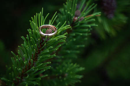 A closeup shot of wedding rings on a spruce branch with a blurry backgroundの写真素材