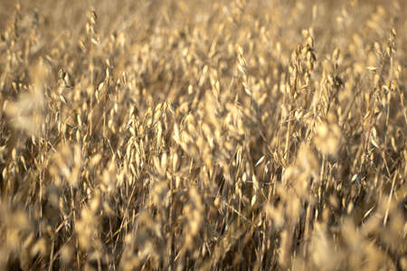 A selective focus shot of wheat growing in the field with a blurry background