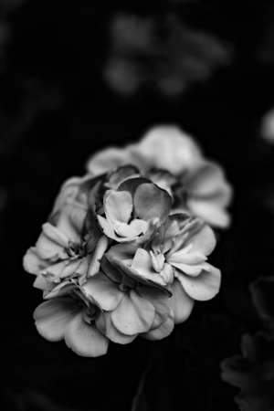 A closeup vertical greyscale shot of a pretty garden flowerの写真素材