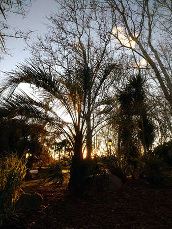 A vertical shot of several trees and bushes next to each other under the sky