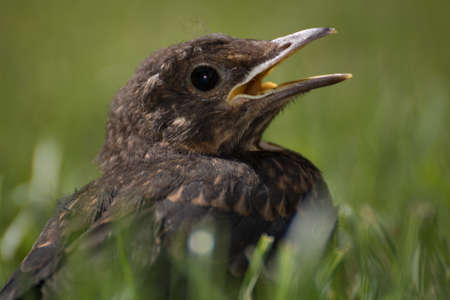 A closeup shot of a blackbird in the grass with a blurred background