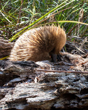 Short-beaked Echidna hunting for food in a fallen tree branchの写真素材