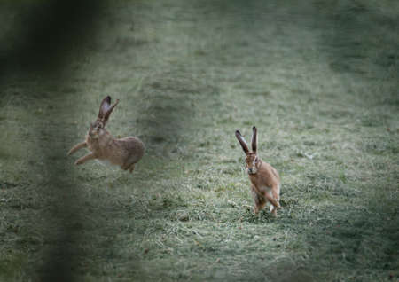 A selective focus shot of two rabbits playing on the grass field