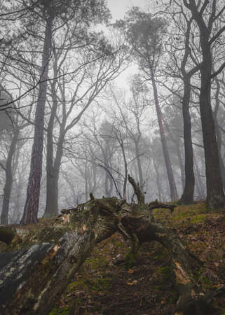 A vertical shot of a forest with long trees in the fogの写真素材
