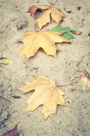 A vertical high angle closeup shot of yellow leaves fallen on the groundの写真素材