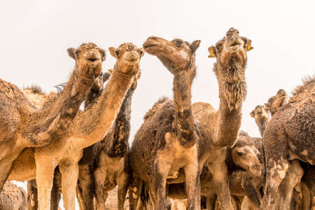 A low angle closeup shot of a herd of camels with a white backgroundの写真素材