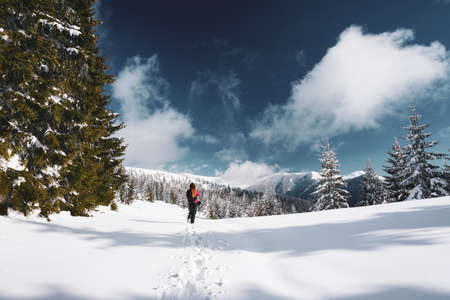 A beautiful shot of a woman walking in the snowy Carpathian Mountains surrounded by fir trees in Romaniaのeditorial素材