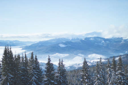 Several trees in the forest covered in snow during winterの写真素材