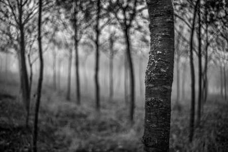 A greyscale shot of a forest with a lot of trees on a blurred backgroundの写真素材