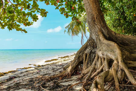An old tree on the beach surrounded by the sea under a blue sky and sunlightの写真素材