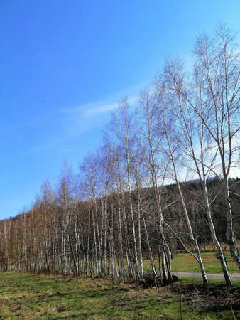 A vertical shot of forest and naked trees standing in line in Jelenia GÃ³ra, Poland