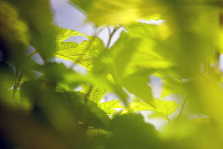 A selective focus shot of green leaves under the sunlight