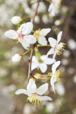 A closeup shot of evergreen rose white flower on a treeの写真素材