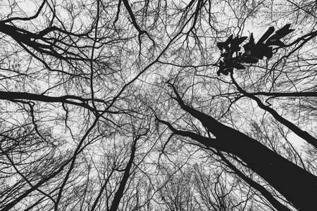 A low angle grayscale shot of trees in the forestの写真素材