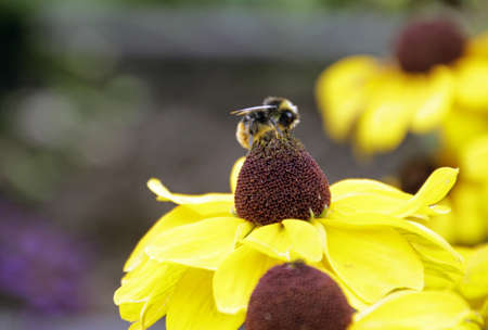 A selective focus shot of a bee pollinating a yellow flower